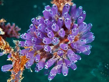 Blue Bell Tunicate - Clavelina puertosecensis - British Virgin Islands