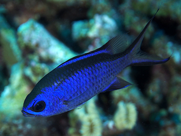 Blue Chromis - Chromis cyanea - Bonaire
