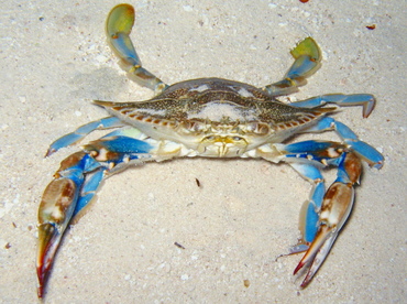 Common Blue Crab - Callinectes sapidus - Belize