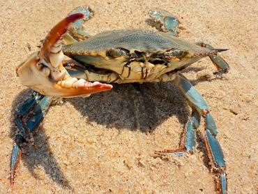 Atlantic Blue Crab - Callinectes sapidus - Delaware Bay Atlantic Blue Crab - Callinectes sapidus - Delaware Bay