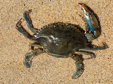 Atlantic Blue Crab - Callinectes sapidus - Delaware Bay Atlantic Blue Crab - Callinectes sapidus - Delaware Bay