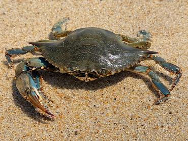 Atlantic Blue Crab - Callinectes sapidus - Delaware Bay Atlantic Blue Crab - Callinectes sapidus - Delaware Bay