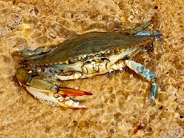 Atlantic Blue Crab - Callinectes sapidus - Delaware Bay Atlantic Blue Crab - Callinectes sapidus - Delaware Bay