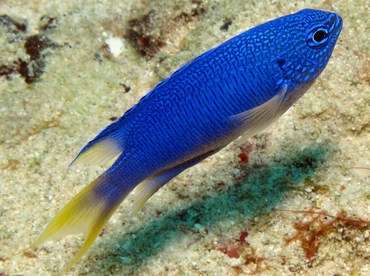 Blue Damsel - Pomacentrus pavo - Yap, Micronesia