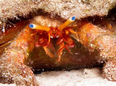 Blue-Eye Hermit Crab - Paguristes sericeus - Cozumel, Mexico