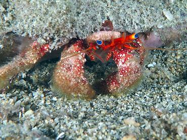 Blue-Eye Hermit Crab - Paguristes sericeus - British Virgin Islands