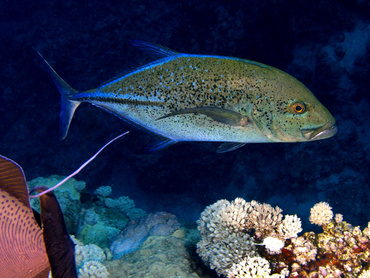 Bluefin Trevally - Caranx melampygus - Great Barrier Reef, Australia