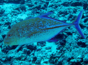 Bluefin Trevally - Caranx melampygus - Maui, Hawaii