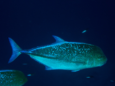 Bluefin Trevally - Caranx melampygus - Wakatobi, Indonesia
