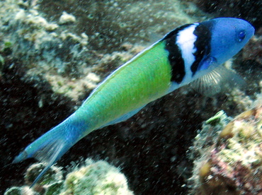 Bluehead - Thalassoma bifasciatum - Nassau, Bahamas