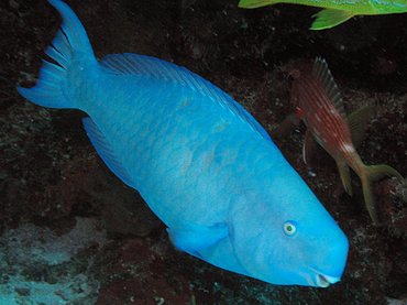 Blue Parrotfish - Scarus coeruleus - Isla Mujeres, Mexico