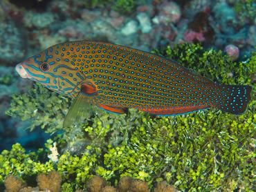 Bluespotted Wrasse - Anampses caeruleopunctatus - Rangiroa, French Polynesia