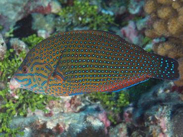 Bluespotted Wrasse - Anampses caeruleopunctatus - Rangiroa, French Polynesia