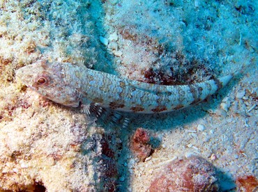 Bluestriped Lizardfish - Synodus saurus - Aruba