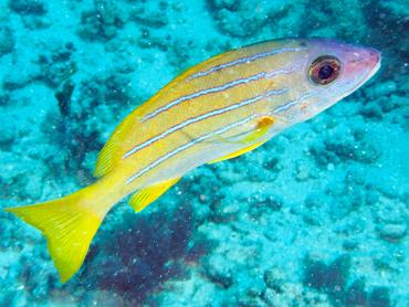 Bluestripe Snapper - Lutjanus kasmira - Moorea, French Polynesia