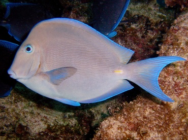 Blue Tang - Acanthurus coeruleus - Nassau, Bahamas