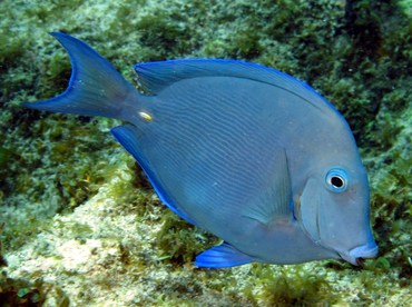 Blue Tang - Acanthurus coeruleus - Grand Cayman