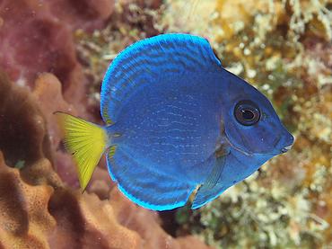 Blue Tang - Acanthurus coeruleus - British Virgin Islands