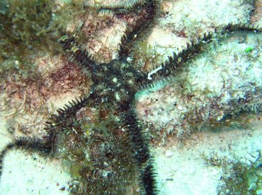 Blunt-Spined Brittle Star - Ophiocoma echinata - Aruba