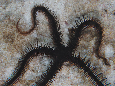 Blunt-Spined Brittle Star - Ophiocoma echinata - Bonaire