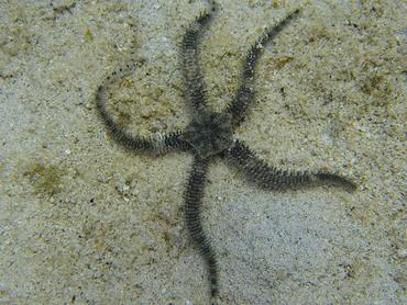 Blunt-Spined Brittle Star - Ophiocoma echinata - British Virgin Islands