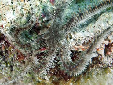 Blunt-Spined Brittle Star - Ophiocoma echinata - British Virgin Islands