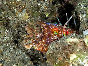 Bobbit Worm - Eunice aphroditois - Blue Heron Bridge, Florida