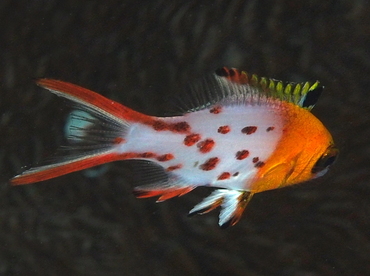 Lyretail Hogfish - Bodianus anthioides - Palau