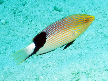 Blackfin Hogfish - Bodianus loxozonus - Great Barrier Reef, Australia