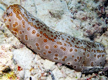 Leopard Sea Cucumber - Bohadschia argus - Palau