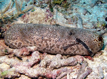 Leopard Sea Cucumber - Bohadschia argus - Palau