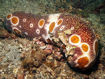 Ocellated Sea Cucumber - Bohadschia ocellata - Lembeh Strait, Indonesia