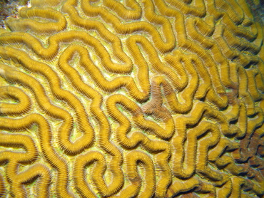 Boulder Brain Coral - Colpophyllia natans - Grand Cayman
