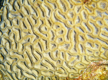 Boulder Brain Coral - Colpophyllia natans - Grand Cayman