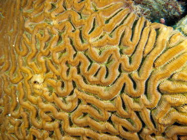 Boulder Brain Coral - Colpophyllia natans - The Exumas, Bahamas