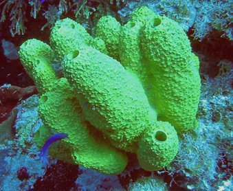 Branching Tube Sponge - Aiolochroia crassa - Little Cayman