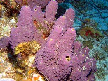 Branching Tube Sponge - Aiolochroia crassa - Turks and Caicos
