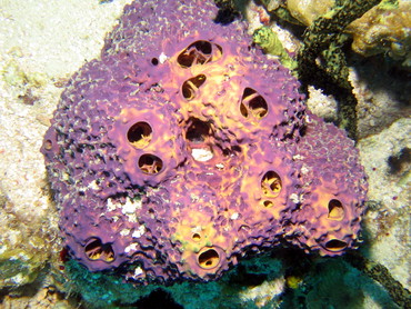 Branching Tube Sponge - Aiolochroia crassa - Roatan, Honduras