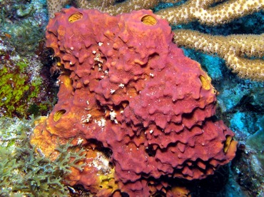 Branching Tube Sponge - Aiolochroia crassa - Belize
