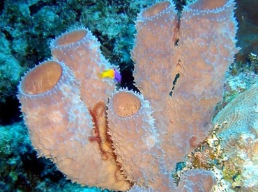Branching Vase Sponge - Callyspongia vaginalis - Little Cayman
