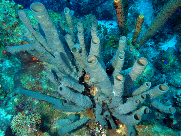 Branching Vase Sponge - Callyspongia vaginalis - Belize