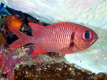 Brick Soldierfish - Myripristis amaena - Komodo, Indonesia