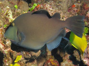 Bridled Triggerfish - Sufflamen fraenatus - Lanai, Hawaii