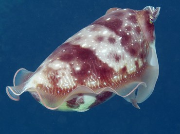 Broadclub Cuttlefish - Sepia latimanus - Palau