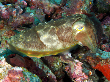 Broadclub Cuttlefish - Sepia latimanus - Wakatobi, Indonesia