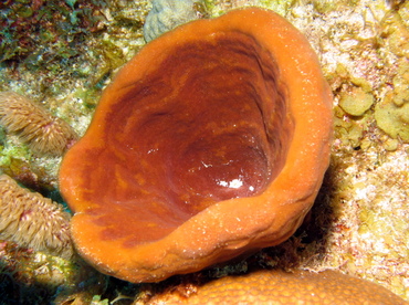 Brown Bowl Sponge - Cribrochalina vasculum - Grand Cayman