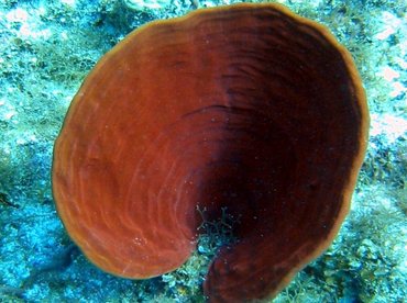 Brown Bowl Sponge - Cribrochalina vasculum - Little Cayman