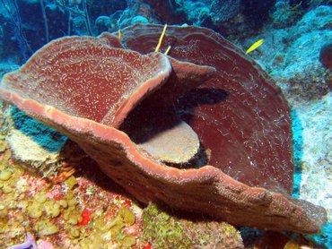 Brown Bowl Sponge - Cribrochalina vasculum - Turks and Caicos
