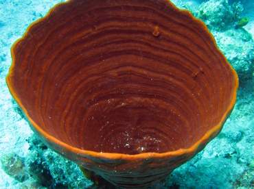 Brown Bowl Sponge - Cribrochalina vasculum - Nassau, Bahamas
