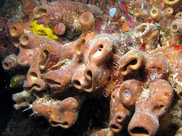 Brown Clustered Tube Sponge - Agelas wiedenmayeri - Key Largo, Florida